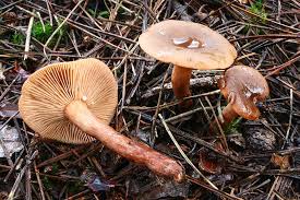 Attēlu rezultāti vaicājumam “Lactarius”