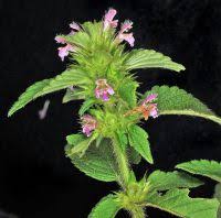 Attēlu rezultāti vaicājumam “Galeopsis bifida”