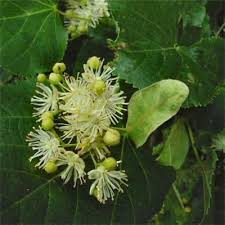 Attēlu rezultāti vaicājumam “Tilia cordata flower”