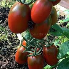 Afbeeldingsresultaat voor debarro black tomato