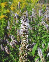 Attēlu rezultāti vaicājumam “Mentha spicata”