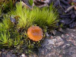 Attēlu rezultāti vaicājumam “Octospora humosa”