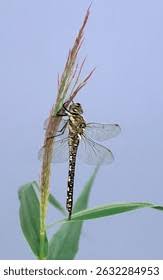 Attēlu rezultāti vaicājumam “Aeshna mixta female”