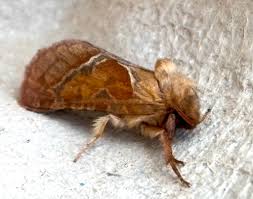 Attēlu rezultāti vaicājumam “Hepialus sylvina female”