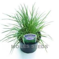 Attēlu rezultāti vaicājumam “Koeleria glauca leaf”