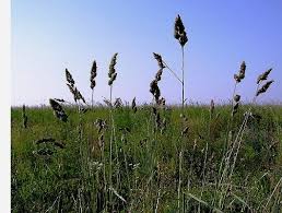 Attēlu rezultāti vaicājumam “Dactylis glomerata subsp. glomerata”