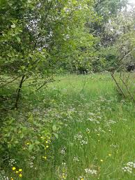 Image result for Priona Tuinen