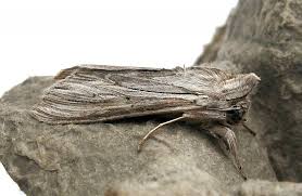 Attēlu rezultāti vaicājumam “Cucullia umbratica”