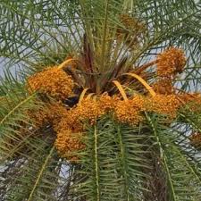 Attēlu rezultāti vaicājumam “Lathyrus sylvestris fruit”