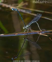 Attēlu rezultāti vaicājumam “Platycnemis pennipes female”
