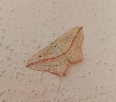 Attēlu rezultāti vaicājumam “Timandra comae”