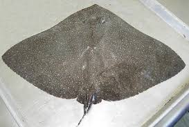 Image result for Gymnura natalensis