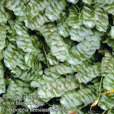 Attēlu rezultāti vaicājumam “Calypogeia neesiana”