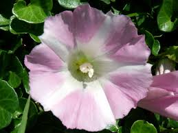 Attēlu rezultāti vaicājumam “Calystegia inflata flower”