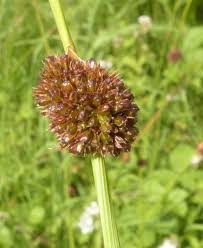 Attēlu rezultāti vaicājumam “Juncus conglomeratus fruit”
