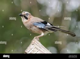 Attēlu rezultāti vaicājumam “Garrulus glandarius adult”