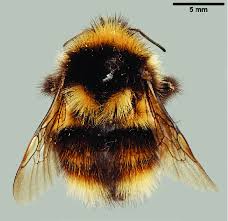 Attēlu rezultāti vaicājumam “Bombus”