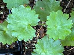 Attēlu rezultāti vaicājumam “Saxifraga cymbalaria fruit”