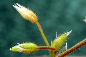 Attēlu rezultāti vaicājumam “Cerastium semidecandrum leaf”