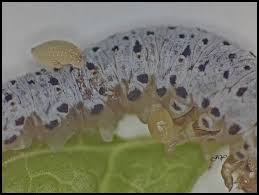 Attēlu rezultāti vaicājumam “Tenthredo scrophulariae larva”