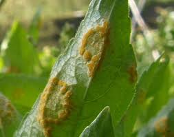 Attēlu rezultāti vaicājumam “Melampsora populnea”