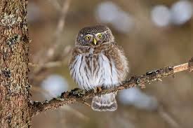 Attēlu rezultāti vaicājumam “Glaucidium passerinum”