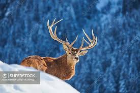 Attēlu rezultāti vaicājumam “Cervus elaphus”