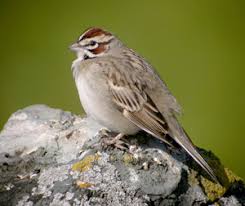 Image result for Chondestes grammacus