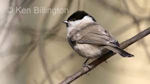 Attēlu rezultāti vaicājumam “Poecile palustris”