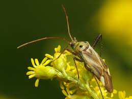 Attēlu rezultāti vaicājumam “Adelphocoris lineolatus imago”