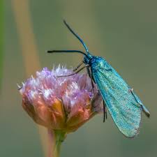 Attēlu rezultāti vaicājumam “Adscita statices”