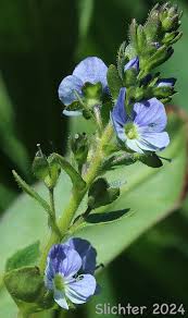 Attēlu rezultāti vaicājumam “Veronica serpyllifolia bud”