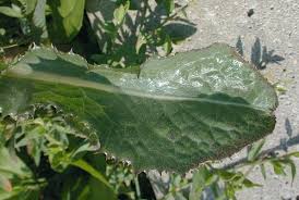 Attēlu rezultāti vaicājumam “Sonchus asper leaf”