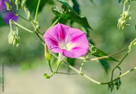 Image result for Ipomoea purpurea