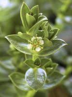 Attēlu rezultāti vaicājumam “Honckenya peploides fruit”