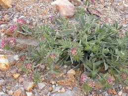 Attēlu rezultāti vaicājumam “Anthyllis arenaria”