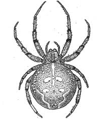 Attēlu rezultāti vaicājumam “Araneus quadratus male”
