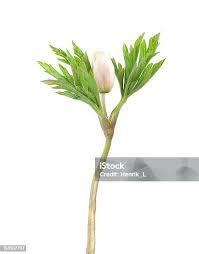 Attēlu rezultāti vaicājumam “Anemone nemorosa bud”