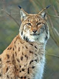 Afbeeldingsresultaat voor lynx
