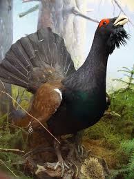 Attēlu rezultāti vaicājumam “Tetrao urogallus”