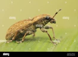 Attēlu rezultāti vaicājumam “Sitona sp.”