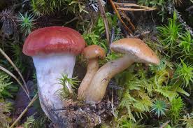 Attēlu rezultāti vaicājumam “Gomphidius roseus”