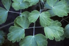 Attēlu rezultāti vaicājumam “Aquilegia vulgaris leaf”