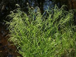 Attēlu rezultāti vaicājumam “Glyceria lithuanica”