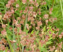 Attēlu rezultāti vaicājumam “Briza media”