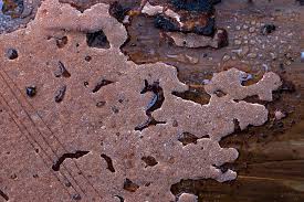 Attēlu rezultāti vaicājumam “Junghuhnia collabens”