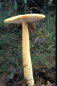 Attēlu rezultāti vaicājumam “Amanita crocea”