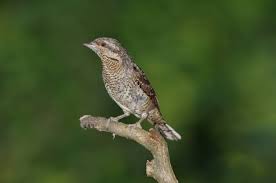 Image result for Jynx torquilla