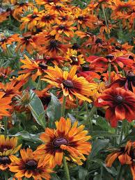 Image result for Rudbeckia Paradisio