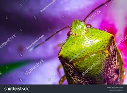 Attēlu rezultāti vaicājumam “Elasmostethus interstinctus”